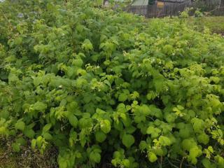  дом, 41 м², 13 соток