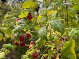  дом, 31 м², 10.11 соток