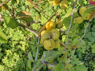 1-этажный дом, 41.4 м², 40 соток