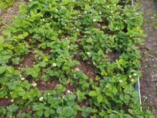 2-этажный дом, 130 м², 10 соток