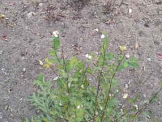 1-этажный дом, 12 м², 20 соток