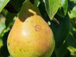 2-этажный дом, 140 м², 12 соток