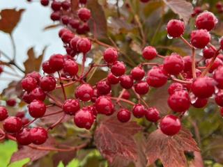  дом, 30 м², 6 соток