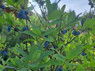  дом, 38 м², 7 соток