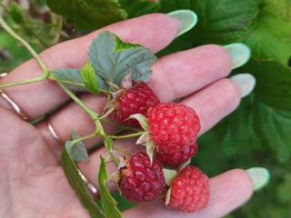  дом, 30 м², 11 соток