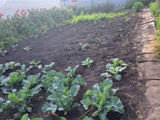 1-этажный дом, 38.8 м², 33 сотки