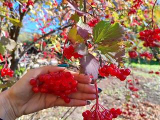  дом, 30 м², 11 соток