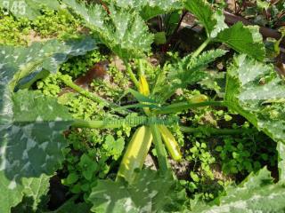 1-этажный дом, 45 м², 17 соток