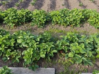  коттедж, 15 м², 6 соток