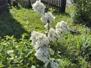 1-этажный дом, 24.4 м², 25 соток