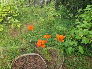 1-этажный дом, 45 м², 17 соток