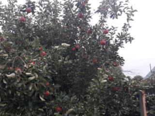 1-этажный дом, 66 м², 26 соток