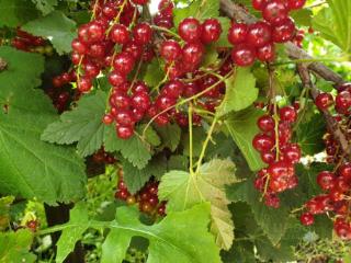 2-этажный дом, 100 м², 30 соток