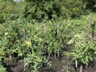 1-этажный дом, 30 м², 8 соток