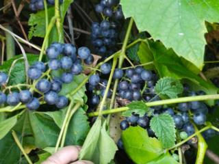 1-этажный дом, 45 м², 10 соток