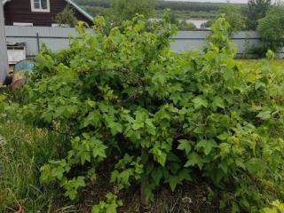  дом, 41 м², 13 соток