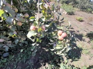 1-этажный дом, 80.2 м², 30 соток