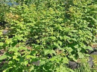 2-этажный дом, 58.6 м², 14 соток