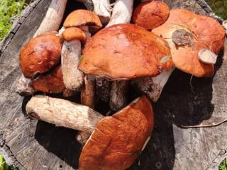 2-этажный коттедж, 185.6 м², 11.86 соток