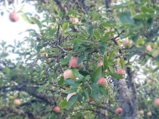  коттедж, 15 м², 4 сотки