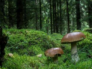 1-этажный дом, 40 м², 26.8 соток