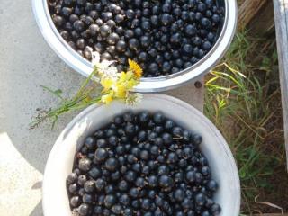  коттедж, 15.5 м², 10 соток