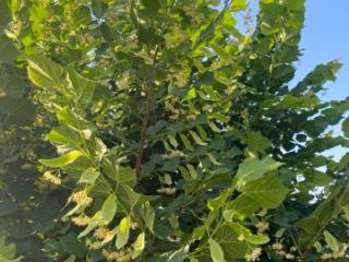 3-этажный коттедж, 307.6 м², 17.6 соток