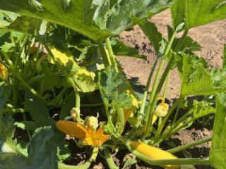 1-этажный дом, 15 м², 5.5 соток