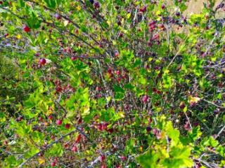 1-этажный дом, 32.2 м², 30.3 соток