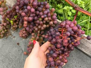 1-этажный дом, 152.6 м², 14.5 соток