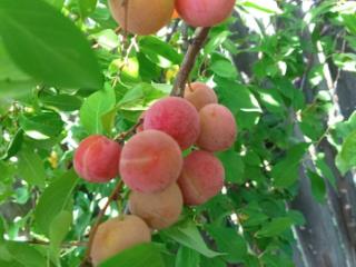 1-этажный дом, 152.6 м², 14.5 соток