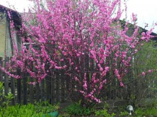  коттедж, 32 м², 18.9 соток