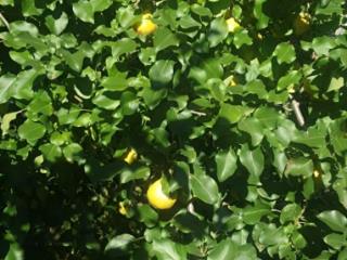 1-этажный дом, 80 м², 25 соток