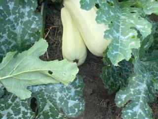 1-этажный дом, 20 м², 8.2 соток