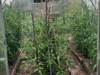 1-этажный дом, 56.4 м², 8.5 соток