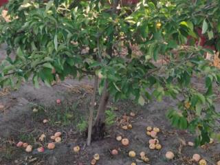 1-этажный дом, 63 м², 6 соток