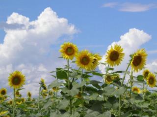 1-этажный дом, 74 м², 13 соток