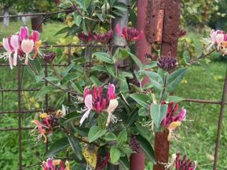 1-этажный дом, 23 м², 9 соток