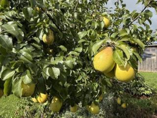 2-этажный дом, 183 м², 20 соток