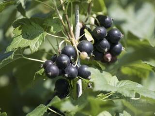 1-этажный дом, 60 м², 18 соток