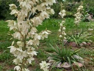 1-этажный дом, 56.4 м², 8.5 соток