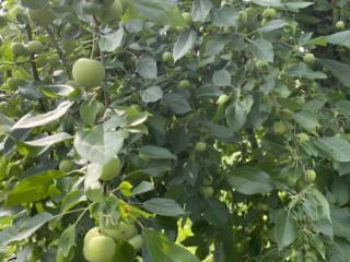 1-этажный дом, 30 м², 8 соток