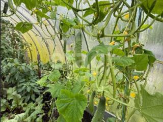  дом, 46.8 м², 11.82 соток