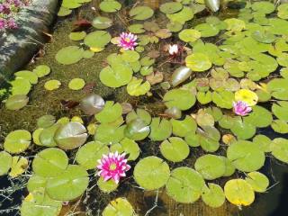  дом, 60 м², 50 соток