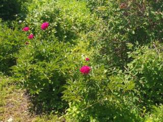 1-этажный дом, 80 м², 25 соток