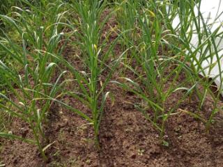 2-этажный дом, 61.5 м², 10.51 соток