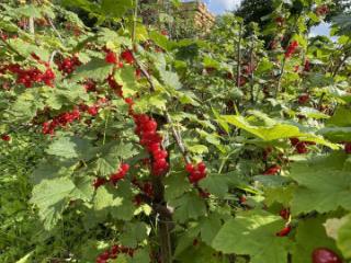 1-этажный дом, 30 м², 8 соток