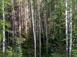 Земельный участок, 10 соток