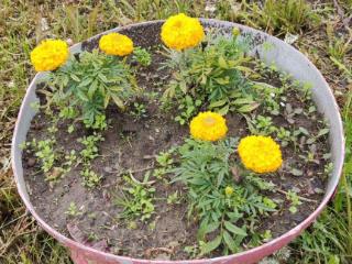  дом, 41 м², 13 соток