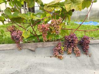 1-этажный дом, 152.6 м², 14.5 соток